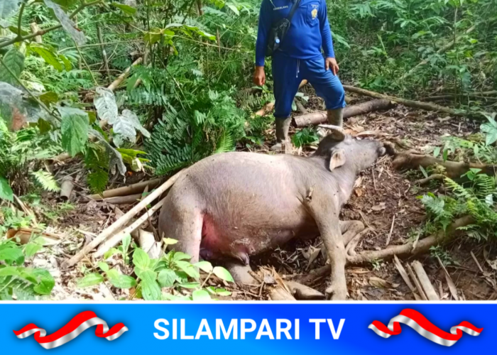 Serangan Harimau Berulang, Warga Muratara Hidup dalam Ketakutan