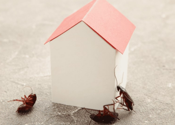 7 Cara Efektif Mencegah Hama Masuk ke Rumah, Nomor 3 Sering Diabaikan!