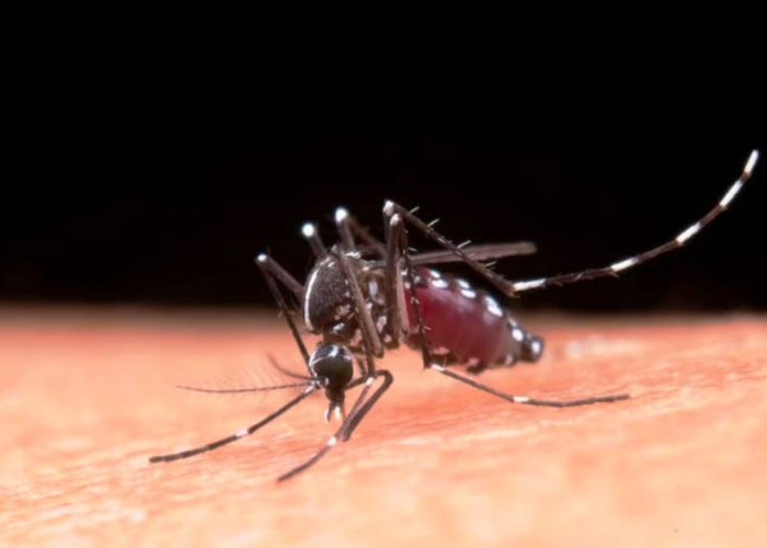 10 Tips Efektif Memerangi Nyamuk di Musim Hujan, Waspada Terserang DBD!