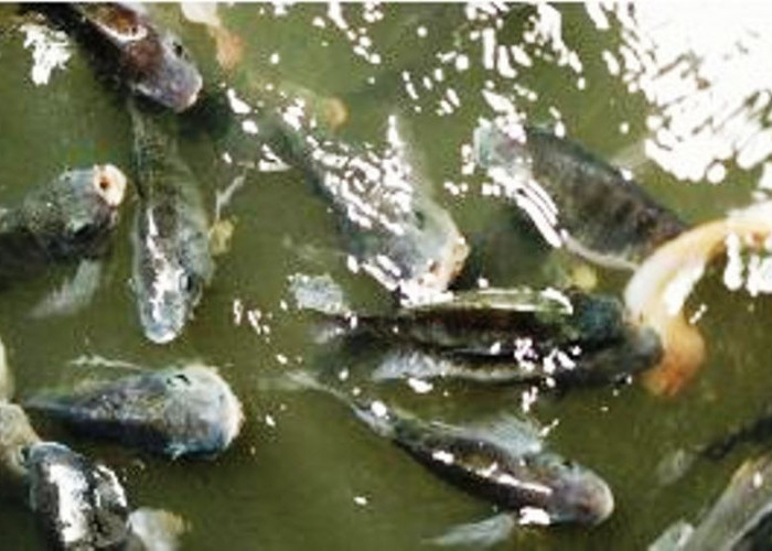 Pembudidaya Wajib Tahu, Ini 7 Kelemahan Ikan Nila yang Dipelihara Jika Jarang Ganti Air