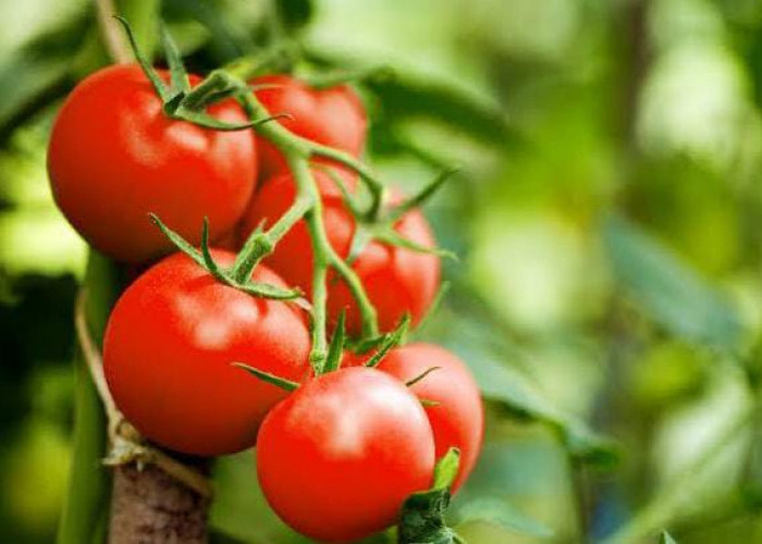 Mengungkap Teori: Tomat, Buah atau Sayur?