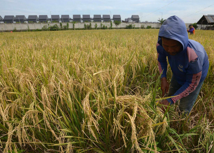 Petani Sumsel Keluhkan Minimnya Pupuk Subsidi, Produksi Padi Justru Lebih Tinggi dari Lampung