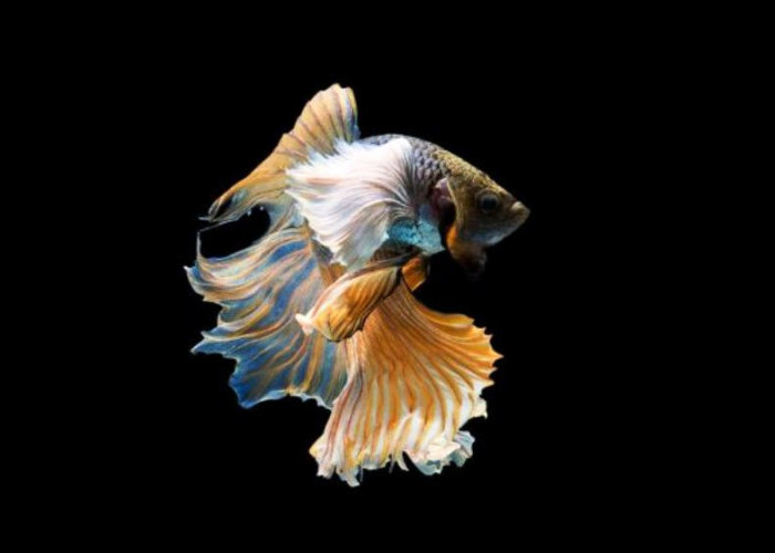 Rekomendasi Ikan Hias yang Dapat Dipelihara di Aquarium Mini