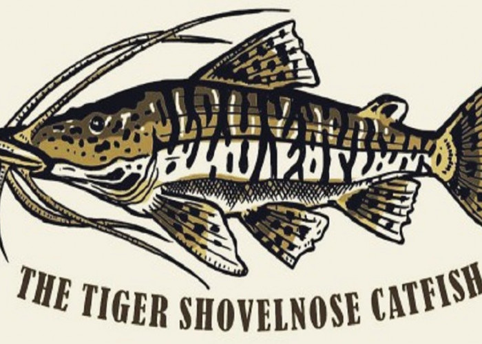 Apakah Kalian Mengenal Tiger Catfish? Ini dia Salah Satu Predator Sungai Amazon!!