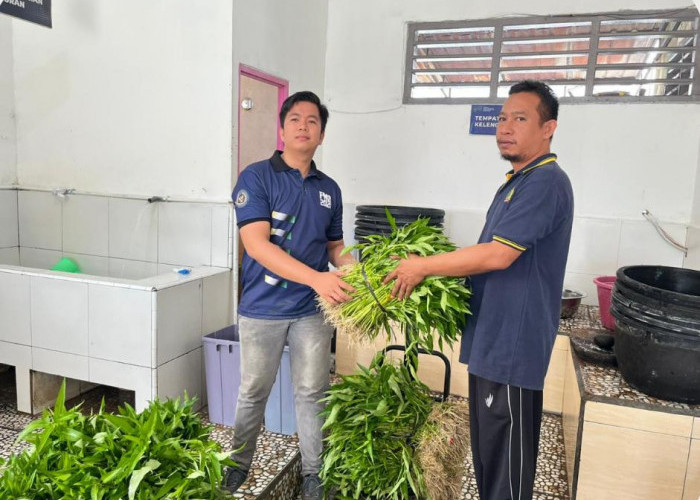 Panen Raya Kangkung Jadi Bukti Keberhasilan Program Pembinaan di Lapas Muara Beliti