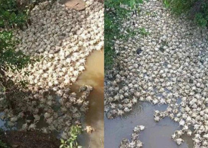 Skandal Lingkungan: Ribuan Bangkai Ayam Buang di Sungai, Warga Desa Sungai Pinang Resah