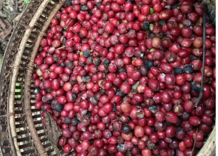 Harga Kopi di Pagar Alam Melonjak, Tembus Rp72 Ribu per Kilogram