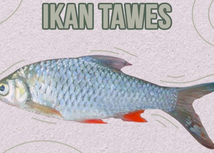 Ini Cara Budidaya Ikan Tawes di Kolam Terpal