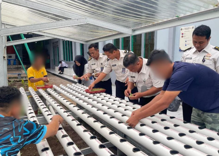 Perawatan Intensif Sawi Hidroponik, Lapas Narkotika Muara Beliti Dorong Kemandirian Warga Binaan