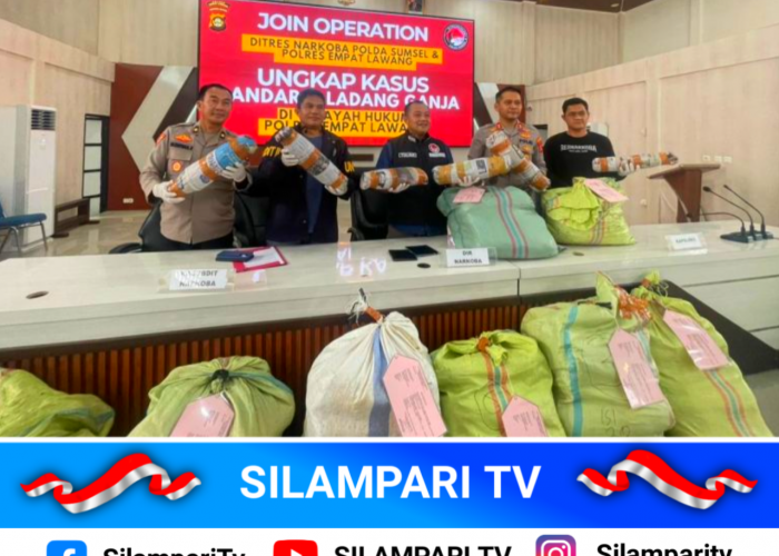 Terbongkar! Ladang Ganja 3 Hektare di Empat Lawang, Bandar Utama Ditangkap