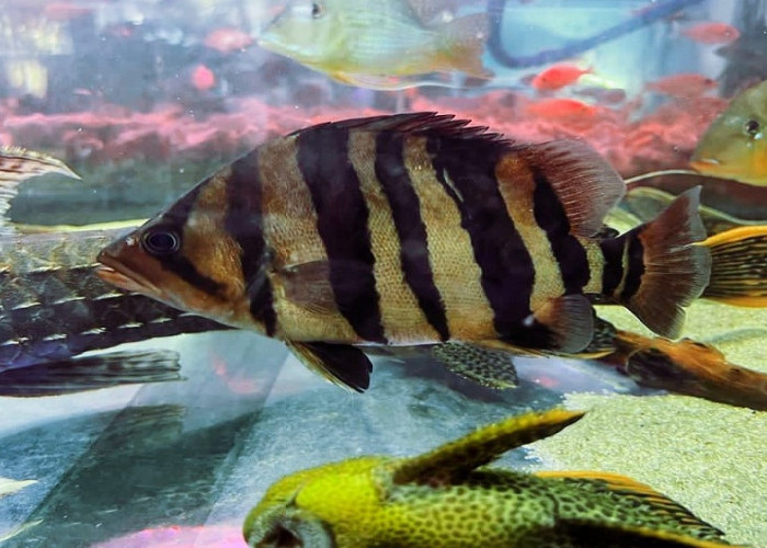 Tiger Datz Fish,  Apakah Anda Sudah Tahu Ikan Hias yang Satu ini? Si Predator Buas Harimaunya Akuarium