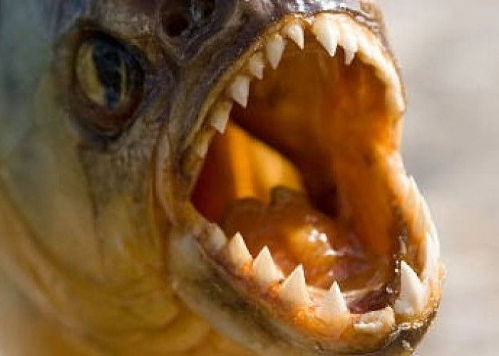 Apa Makanan Ikan Piranha yang Sebenarnya ?
