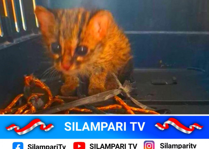 Terpisah dari Induk, Anak Kucing Kuwuk Ditemukan di Lahan Bekas Kebakaran Ogan Ilir