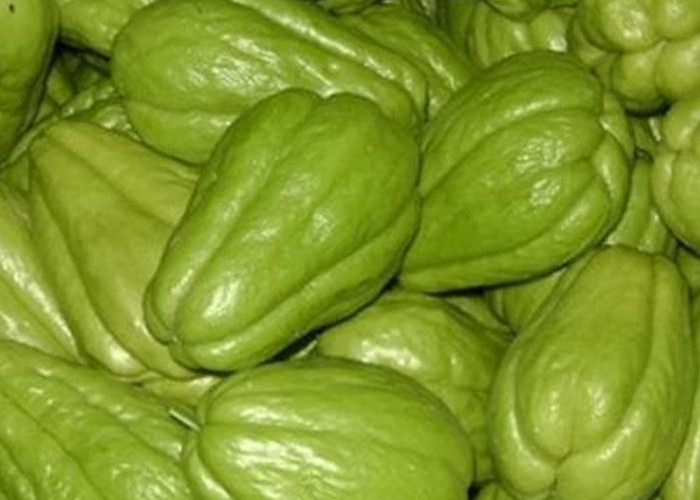 Efek Samping Mengonsumsi Labu Siam Secara Berlebihan: Ketahui Batas Aman Konsumsinya