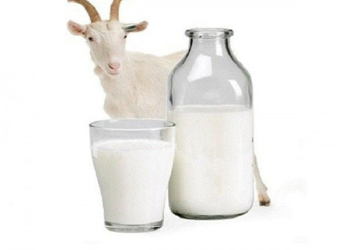5 Manfaat Susu Kambing Untuk Kesehatan  Sekaligus Risiko Konsumsinya! 