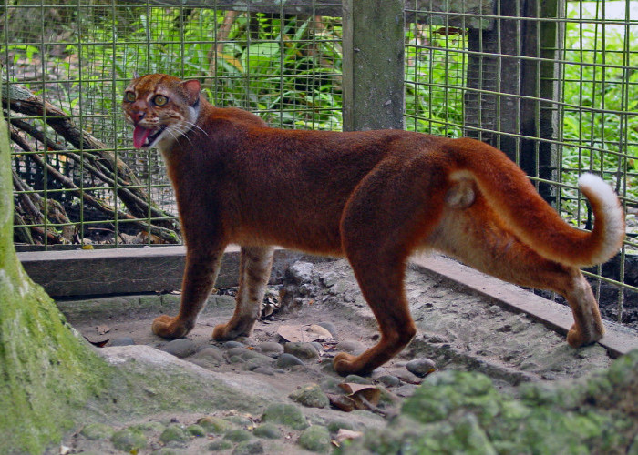 Kucing Merah Kalimantan Muncul Lagi Setelah 20 Tahun, Harapan Baru Konservasi Satwa Langka