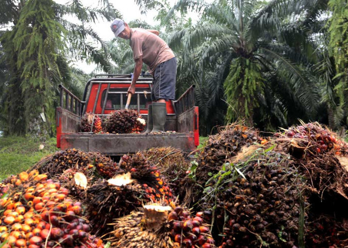 Peremajaan Sawit Rakyat Sumsel 2026 Dikebut, Target Capai 3.600 Hektare