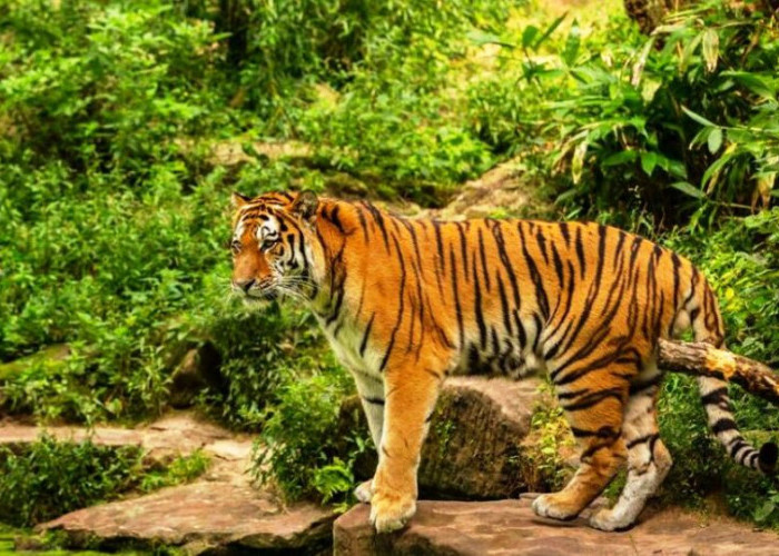 Waspada! Harimau Sumatera Belum Tertangkap, Warga Diimbau Memakai Topi Terbalik