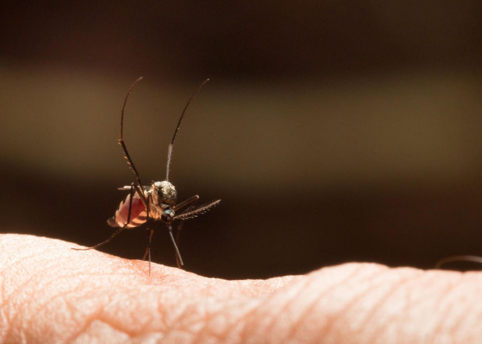 Kasus DBD di Sumsel Tembus 687, Empat Warga Dilaporkan Meninggal Dunia