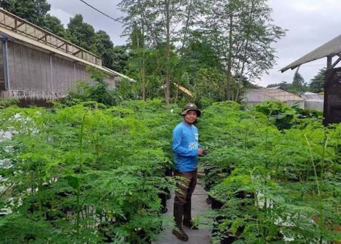 Air Rebusan Daun Kelor Kaya Manfaat, Kenali Khasiat dan Efek Sampingnya Sebelum Mengonsumsi
