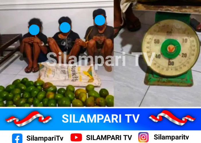 Ketahuan Curi Alpukat, 3 Pria Ditangkap Warga di Lubuklinggau, Ada Pelaku 17 Tahun