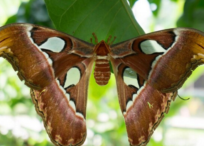 Mengenal Lebih Dekat: Kupu-kupu Raksasa
