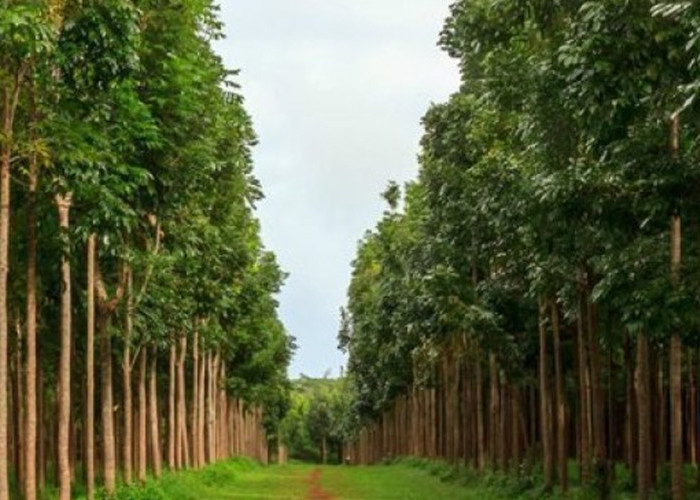 Menanam Pohon Mahoni: Investasi Menguntungkan untuk Masa Depan