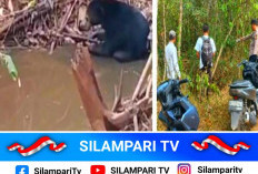 Diduga Beruang Hitam Muncul 2 Hari Berturut-turut di Muara Enim, Warga Diminta Waspada