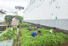 Hijaukan Pembinaan, Lapas Narkotika Kelas IIA Muara Beliti Sukses Panen Kangkung