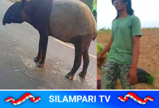 Tapir Dilindungi Diduga Dibunuh di Mesuji, BKSDA Turun Tangan Selidiki Kasusnya