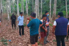 Nekat Curi Sawit Milik Perusahaan, Pria di OKI Tak Berkutik Disergap Polisi