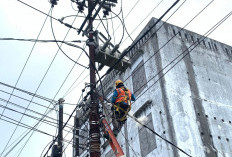 Strategi Preventif PLN Amankan Jaringan Listrik dari Potensi Gangguan Satwa di Bengkulu