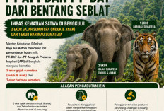 Bentang Seblat Diselamatkan: Izin PT. API dan PT. BAT Dicabut Demi Gajah dan Harimau Sumatera