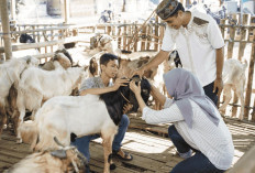 Panduan Memilih Hewan Kurban yang Sehat dan Sah, Perhatikan Aspek Syariat dan Medis