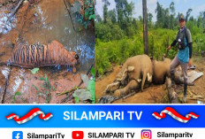 Harimau Sumatera dan Induk-Anak Gajah Ditemukan Mati di Bengkulu