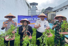 Panen Raya di Lapas Narkotika Muara Beliti, Wujud Dukungan Ketahanan Pangan