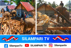 4 Gajah Terlatih Diterjunkan Bersihkan Puing Banjir Bandang di Aceh