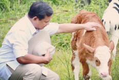 Presiden Prabowo Salurkan 1.098 Sapi Kurban untuk Iduladha 2026 di Seluruh Indonesia