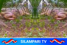 Sungai Lesing Diteror Buaya Jumbo, Warga Musi Rawas Diliputi Kecemasan