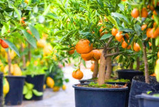 Berkebun Jadi Mudah, 7 Tanaman Buah yang Tumbuh Subur di Polybag