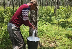 Harga Karet Sumsel Naik Imbas Gejolak Global, Petani Diminta Jaga Kualitas