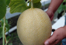 Melon Kembali Berbuah, Lapas Narkotika Muara Beliti Petik Hasil Panen Kedua