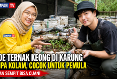 Tak Perlu Kolam Besar, 7 Metode Ternak Keong di Karung yang Mudah Dipraktikkan