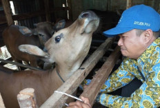 Jelang Idul Adha 2026, Dinas Pertanian Lubuklinggau Periksa Kesehatan Hewan Kurban untuk Cegah PMK