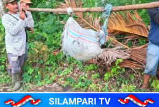 Terungkap! Menantu di Empat Lawang Habisi Mertua karena Konflik Panen Kopi