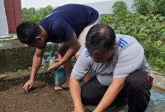 Hijaukan Lahan Pembinaan, Lapas Narkotika Muara Beliti Lakukan Penanaman Bibit Jagung