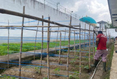 Manfaatkan Lahan, Lapas Narkotika Muara Beliti Giatkan Penanaman Timun