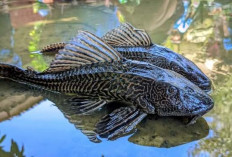 Tak Selalu Jadi Hama, Ikan Sapu-Sapu Justru Jadi Menu Andalan di Amazon