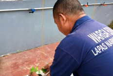 Tak Berhenti di Panen, Melon Inthanon Lapas Narkotika Muara Beliti Jalani Perawatan Rutin