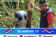 Jejak Diduga Harimau Sumatera Hebohkan Ulu Rawas, Warga Diminta Waspada